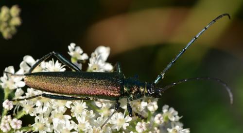 Réf. 264 076 : Aromia moschata